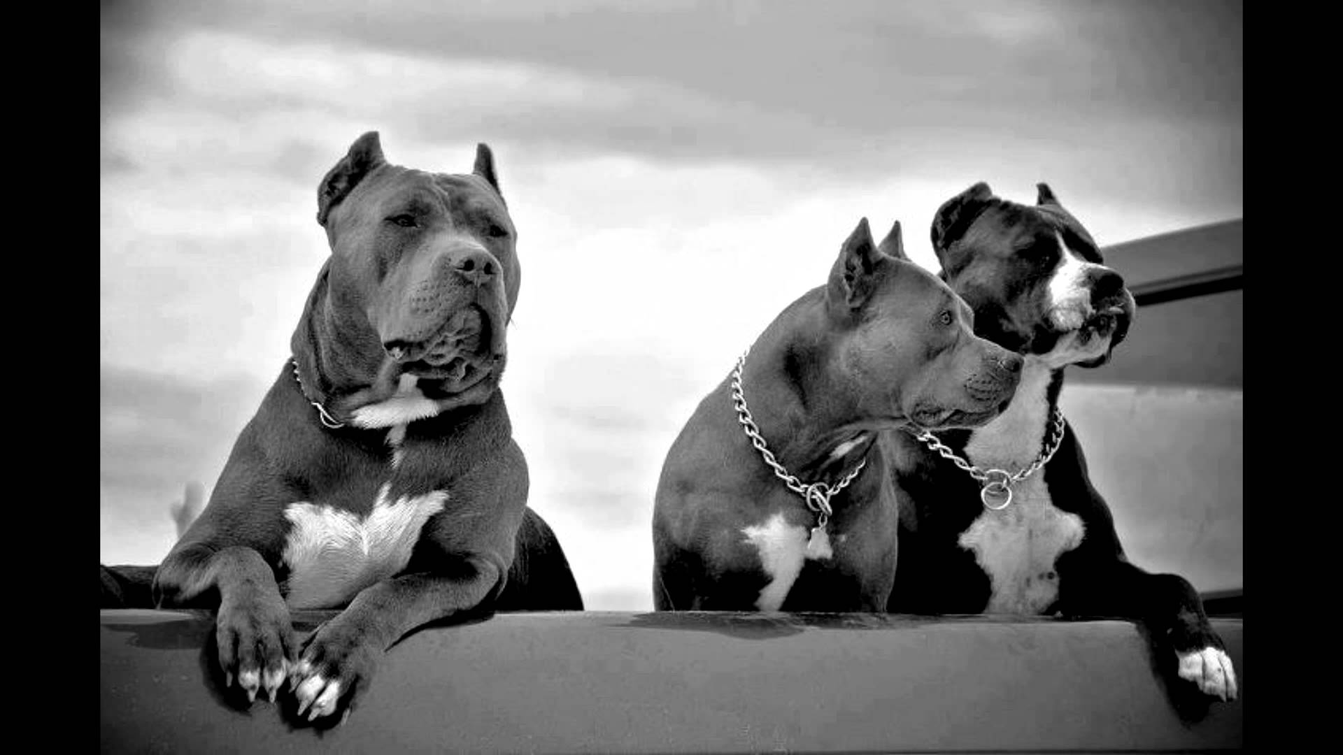 perro live wallpaper,perro,american staffordshire terrier,pit bull terrier americano,bull y terrier,hocico