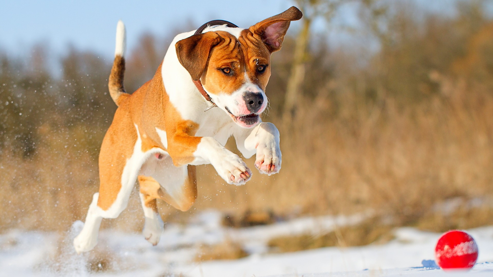 cane live wallpaper,cane,cane da compagnia,cane da caccia,beagle