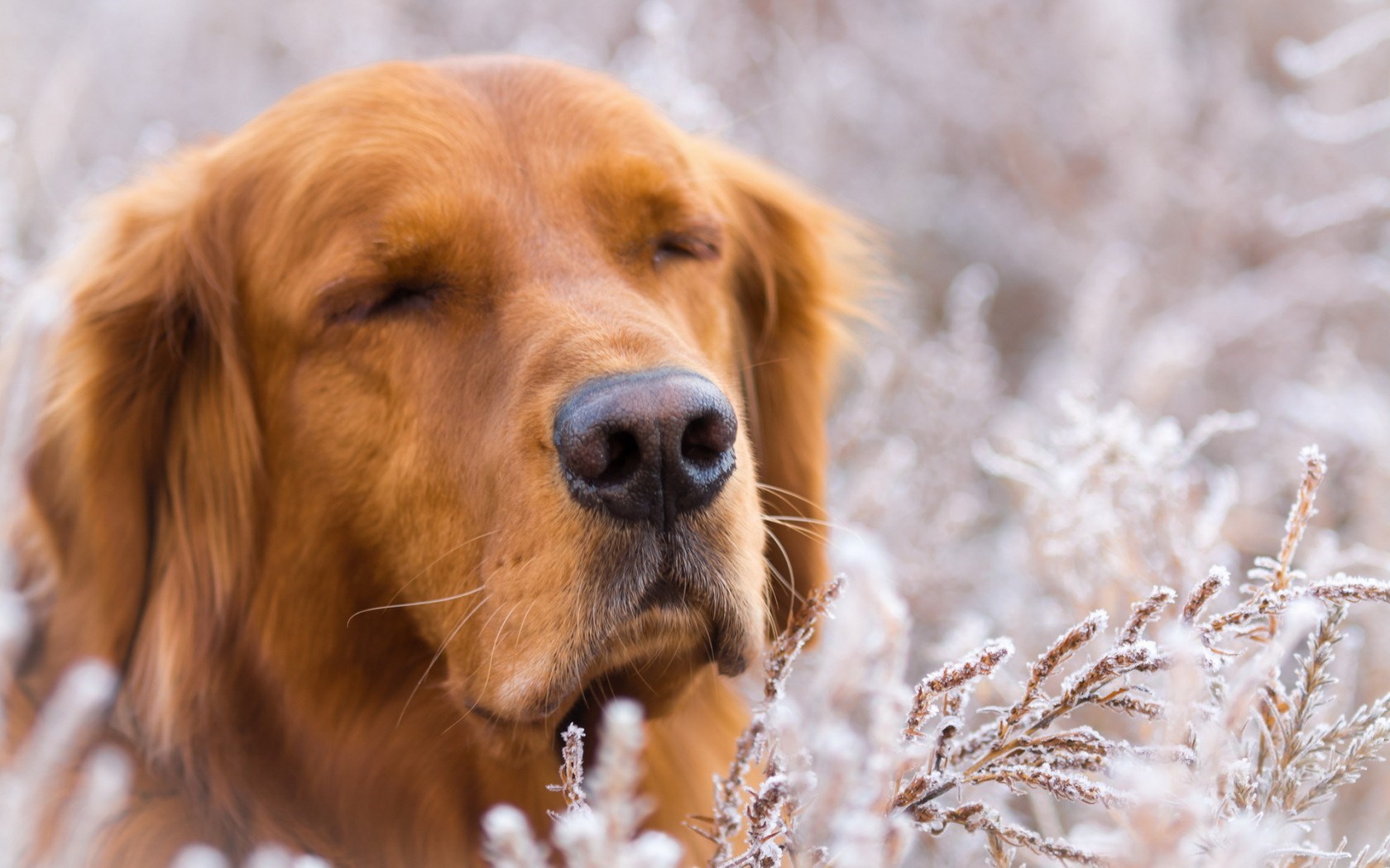 hund live wallpaper,hund,golden retriever,schnauze,sportgruppe