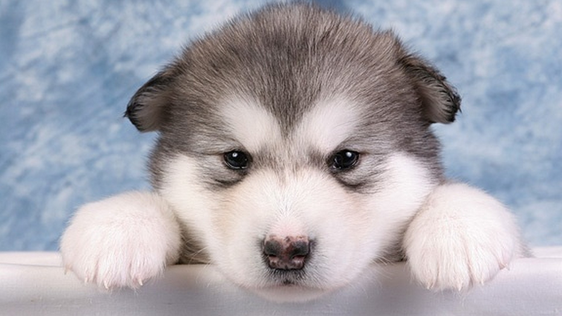 犬のライブ壁紙,犬,シベリアンハスキー,アラスカのマラミュート,子犬,ミニチュアシベリアンハスキー