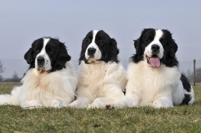 perro live wallpaper,perro,perro guardián de moscú,mastín pirenaico,raza de perro gigante