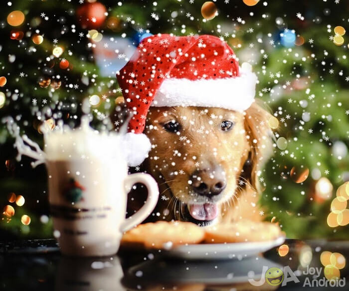 perro live wallpaper,perro,nochebuena,decoración navideña,navidad,grupo deportivo