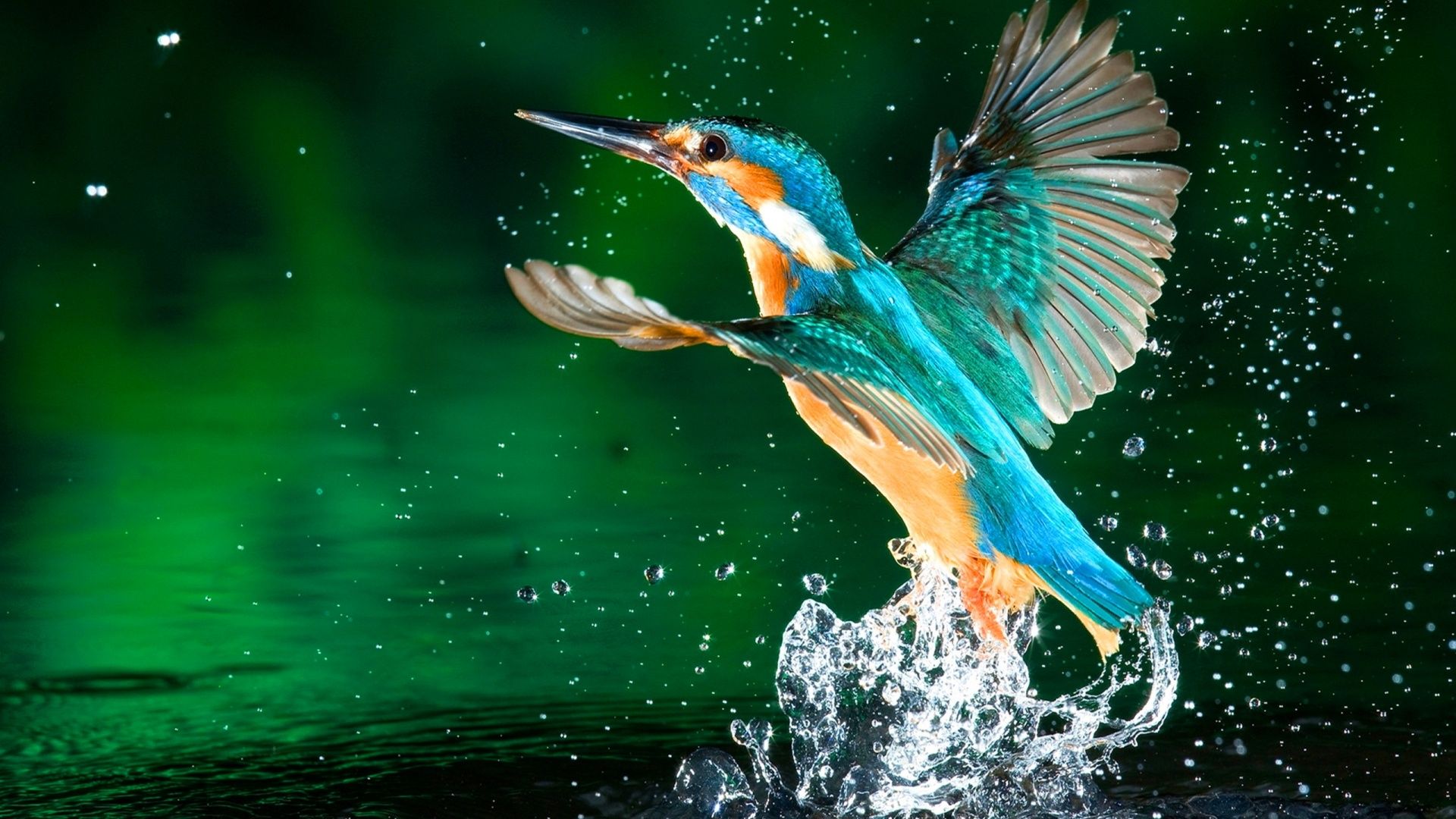 download gratuito di carta da parati full hd 1080p,uccello,acqua,colibrì,natura,coraciiformes