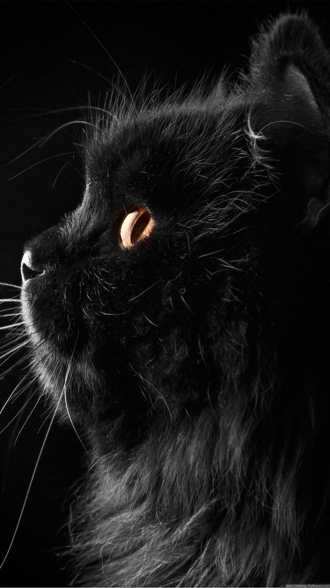 lindo fondo de pantalla negro,gato,gato negro,bigotes,felidae,negro