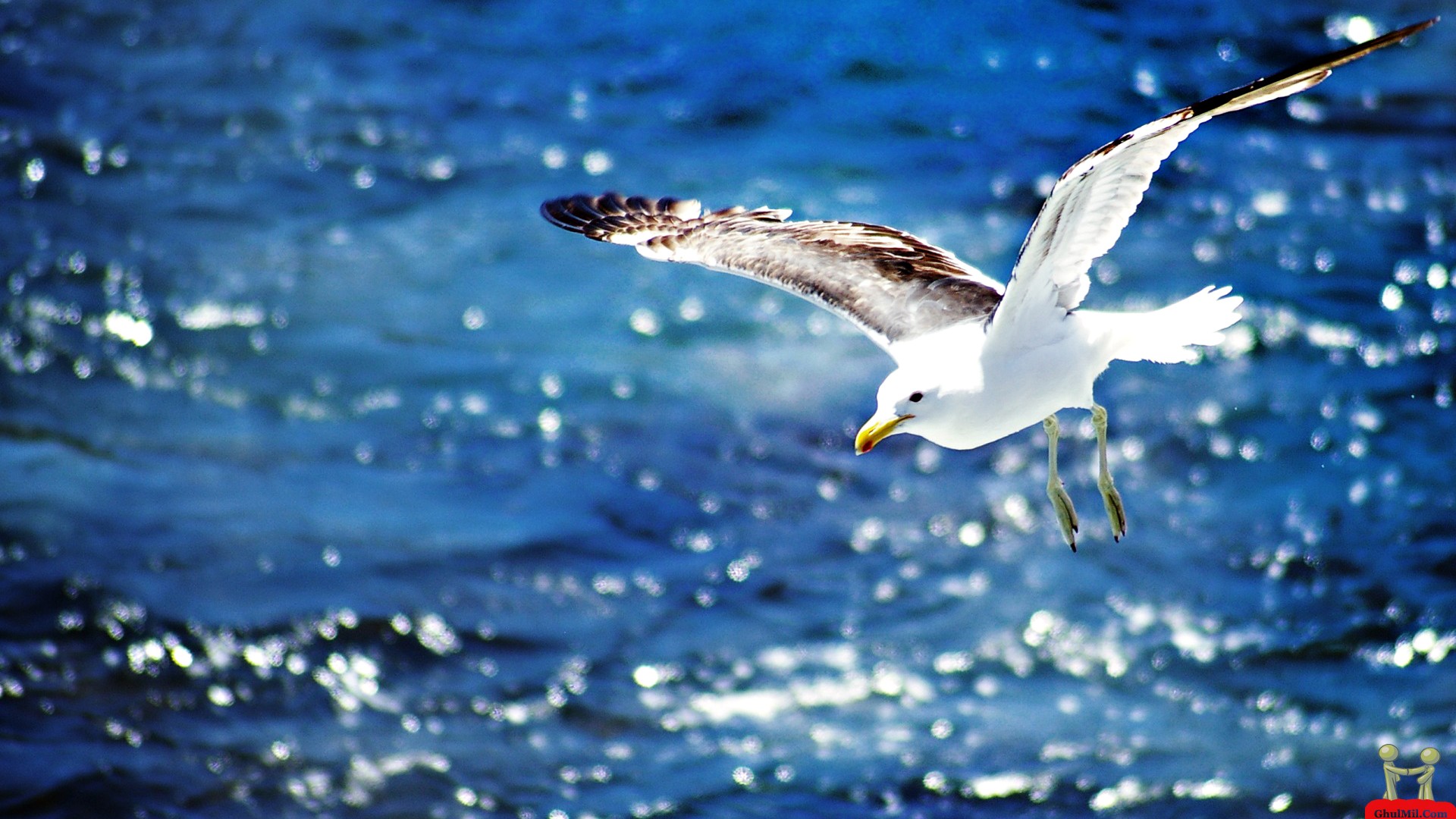 hermosa descarga de fondos de alta definición,pájaro,gaviota argéntea europea,gaviota,agua,gran gaviota de lomo negro