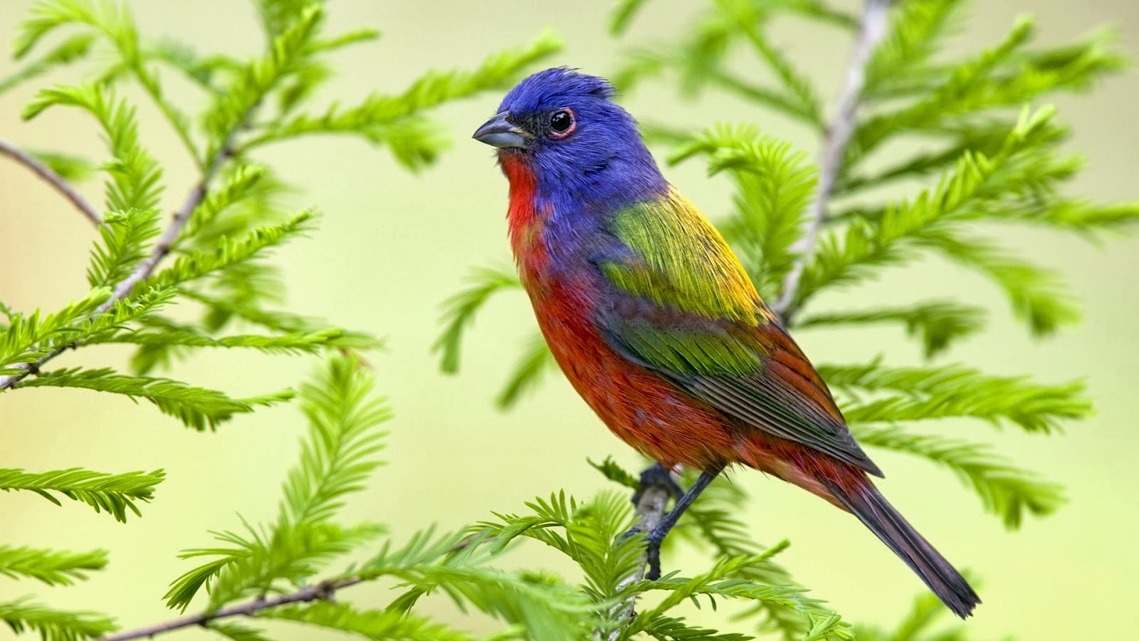 beau fond d'écran hd télécharger,oiseau,bruant peint,oiseau perchoir,plante,oiseau chanteur