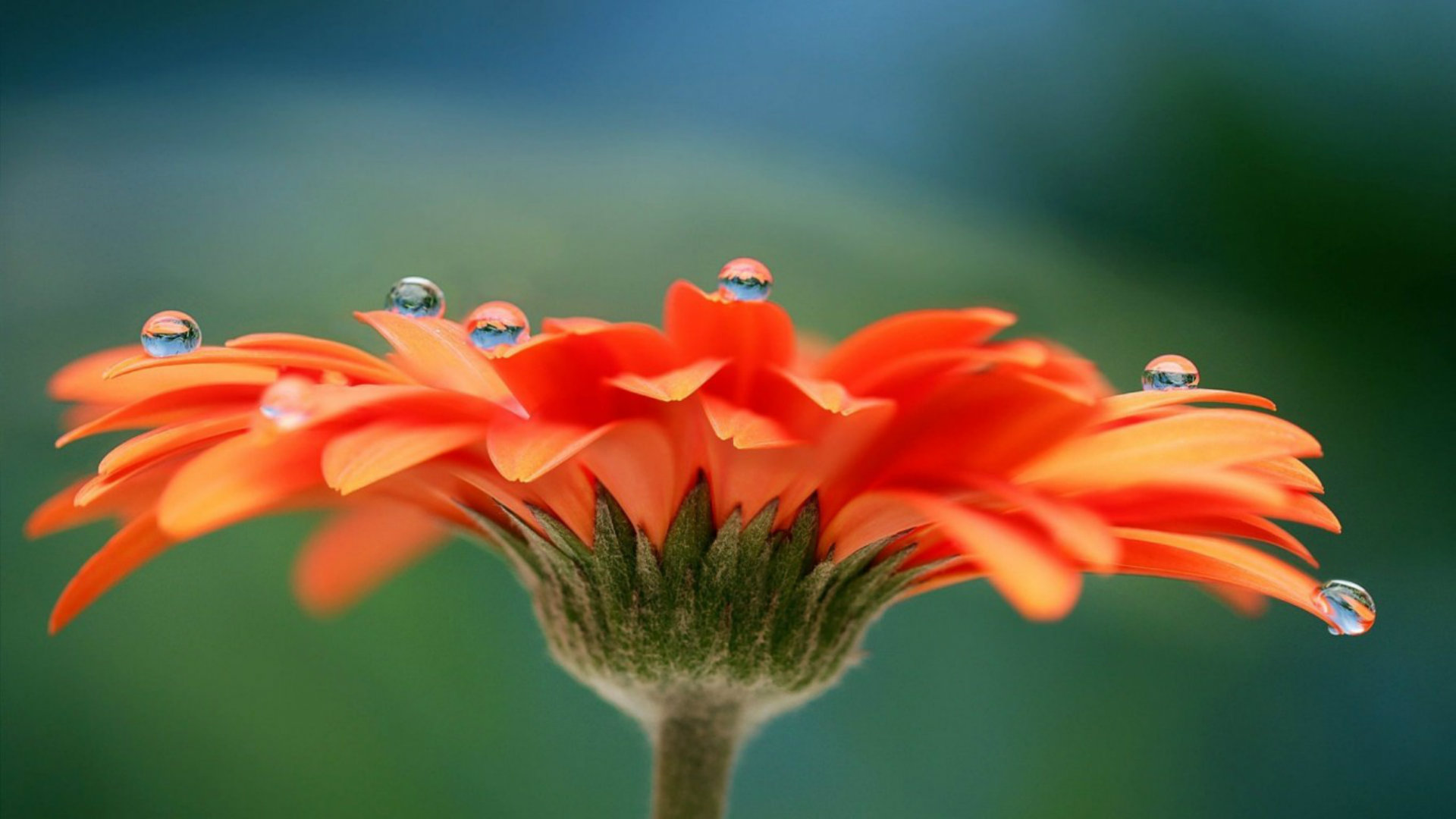 bellissimo download di sfondi hd,barberia daisy,fiore,natura,macrofotografia,rosso