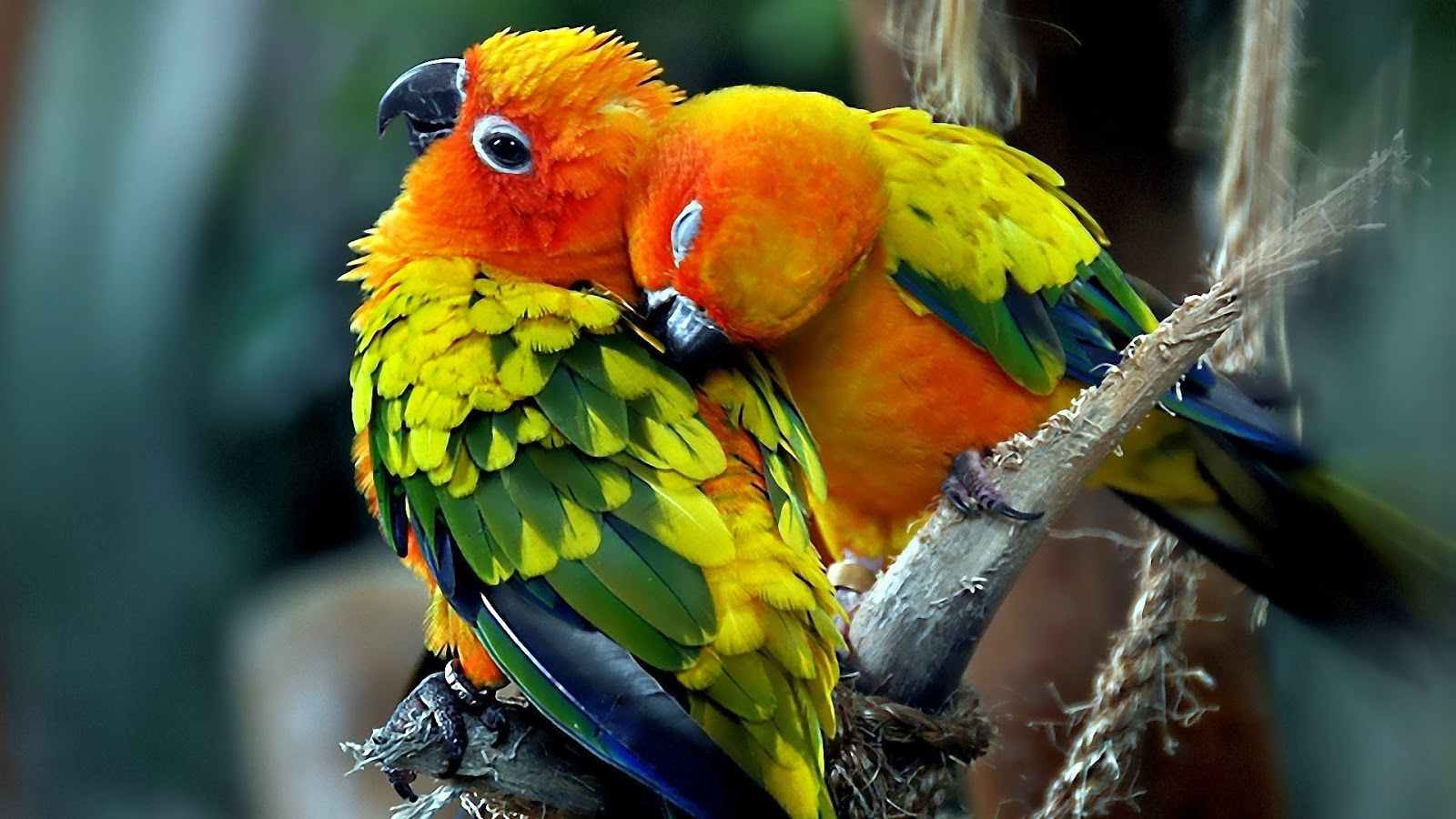 bellissimo download di sfondi hd,uccello,pappagallo,pappagallino verde africano,parrocchetto,ara