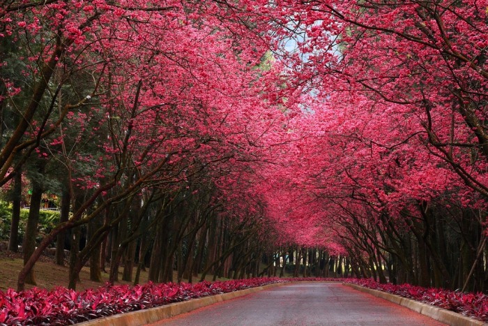 en g zel fondo de pantalla,árbol,naturaleza,planta,rosado,flor