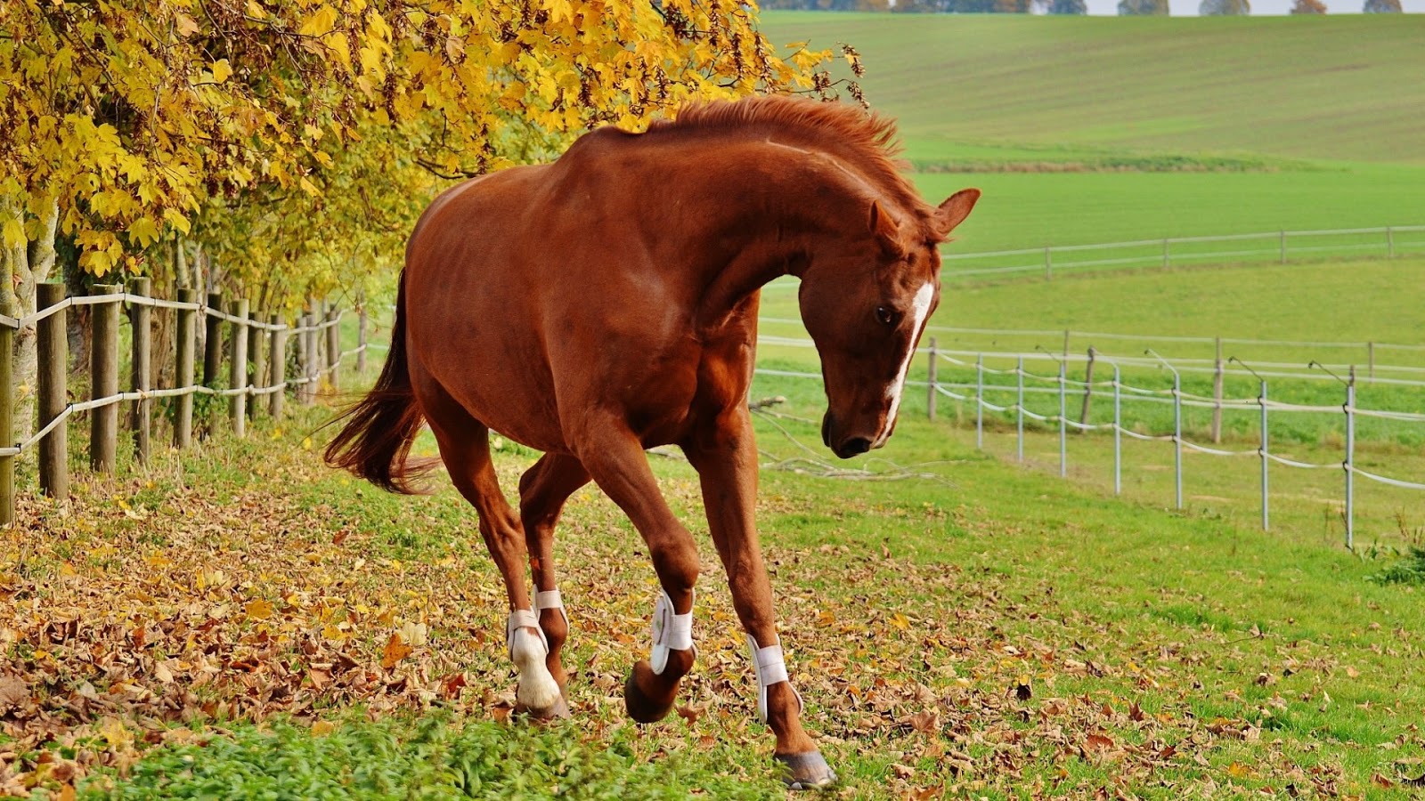 en g zel fondo de pantalla,caballo,semental,melena,alazán,yegua