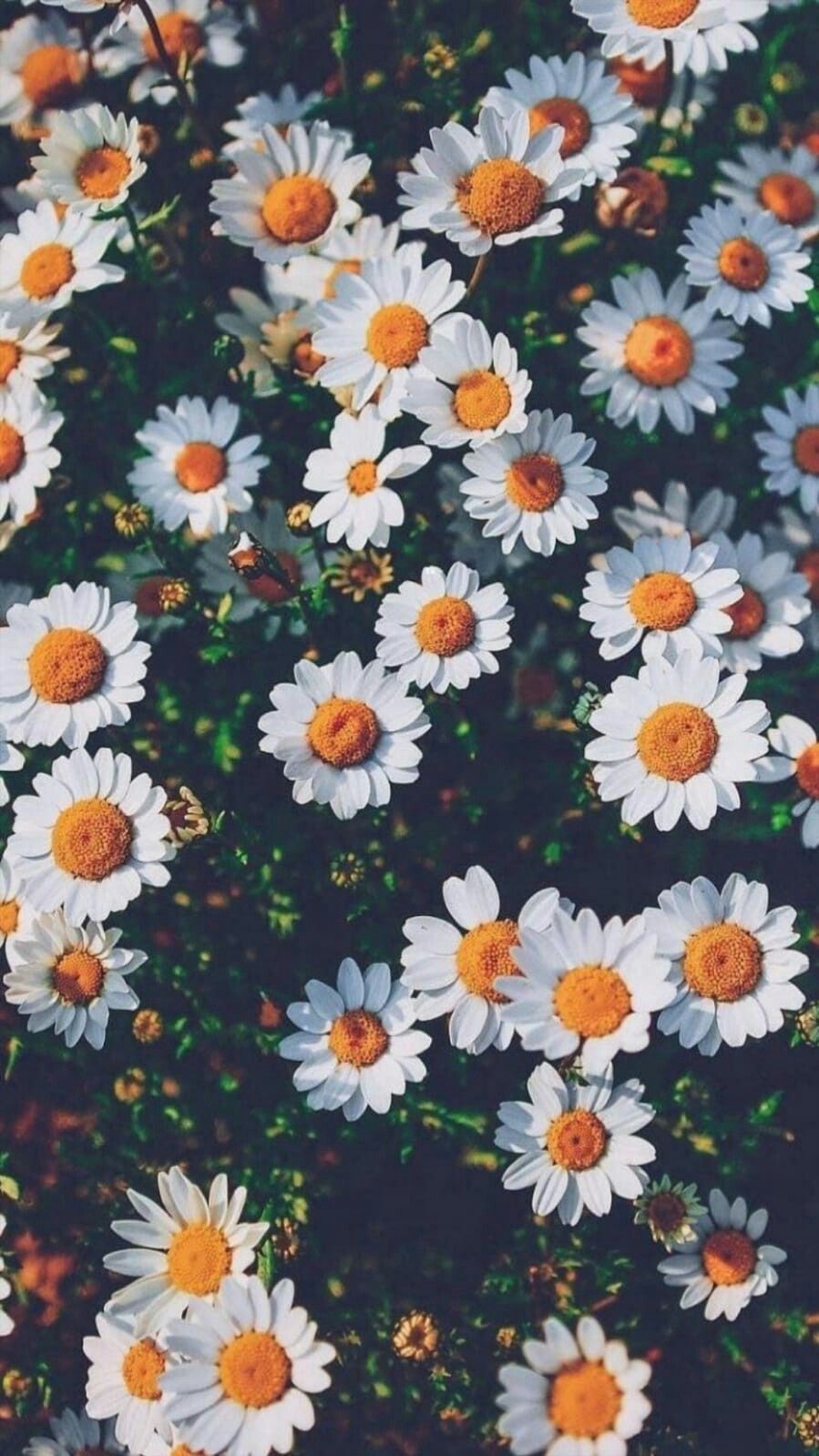 en güzel wallpaper,flower,flowering plant,plant,daisy,floral design