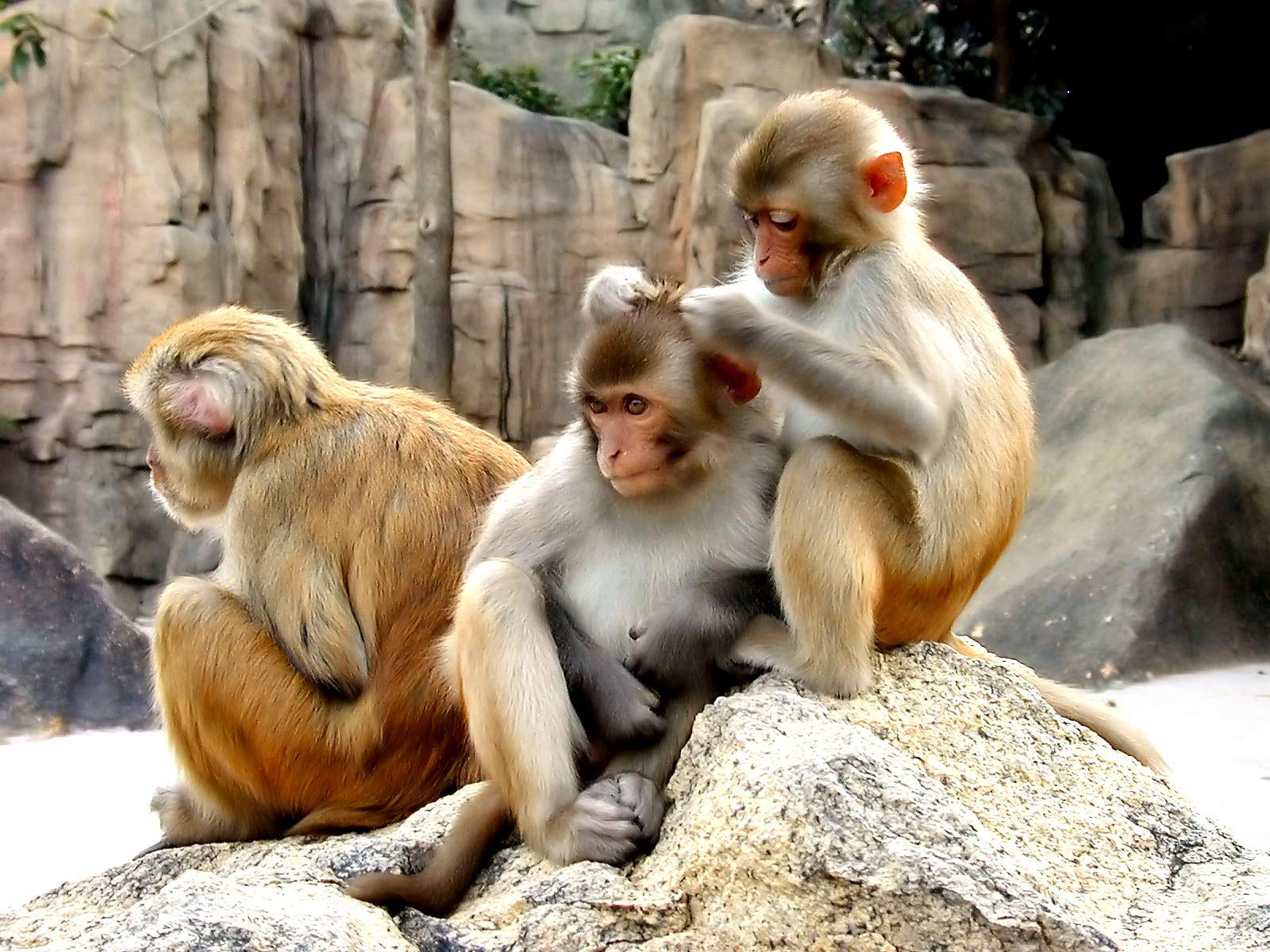 en g zel fond d'écran,macaque rhésus,macaque,primate,temple,macaque japonais
