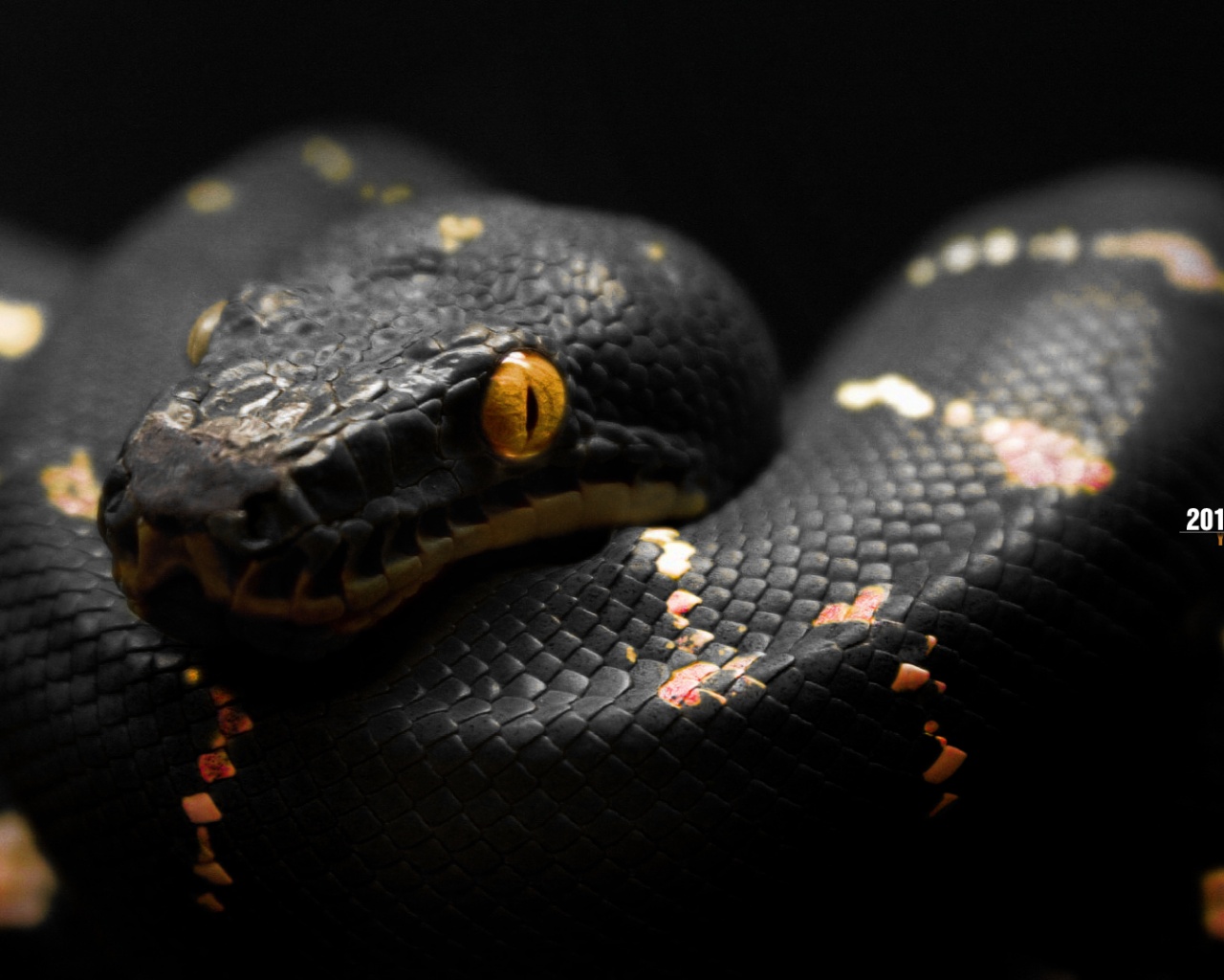 snake hd wallpaper,serpent,reptile,snake,python family,python