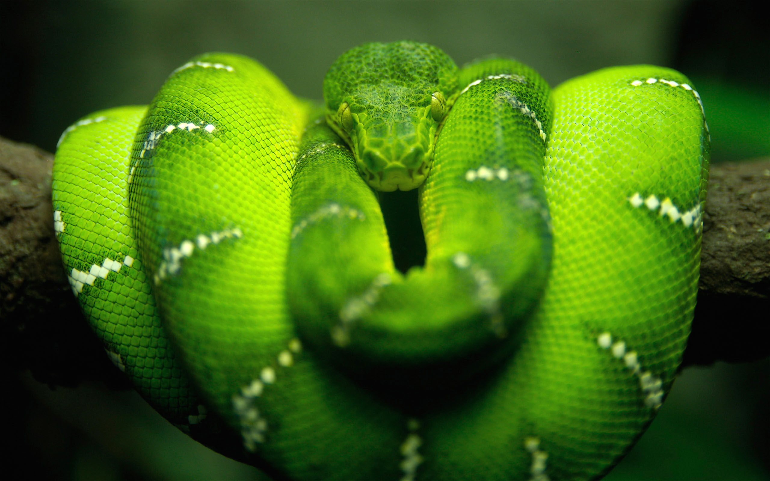 serpent fond d'écran hd,vert,serpent,serpent,couleuvre verte lisse,reptile