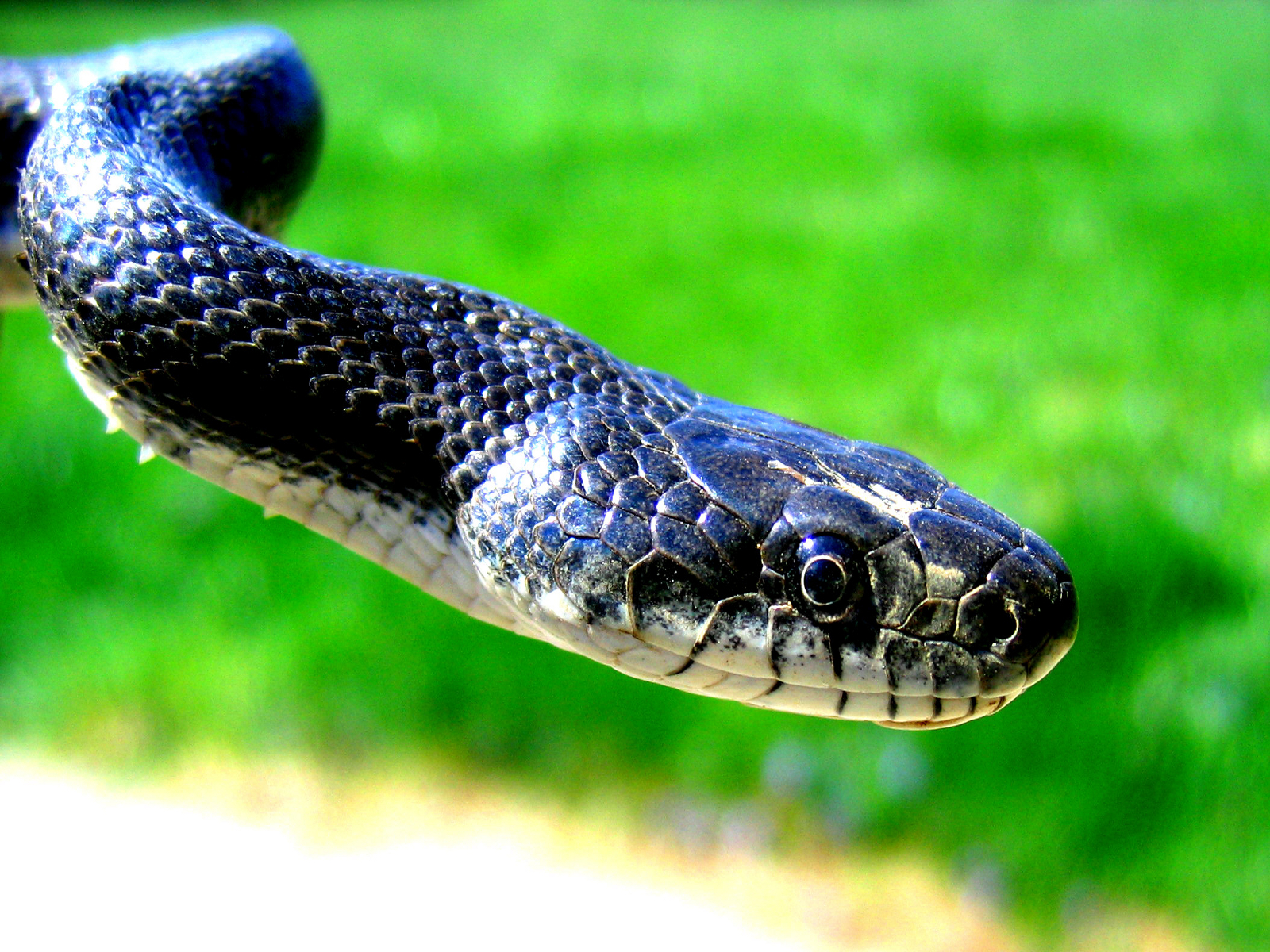 snake hd wallpaper,snake,reptile,vertebrate,serpent,scaled reptile