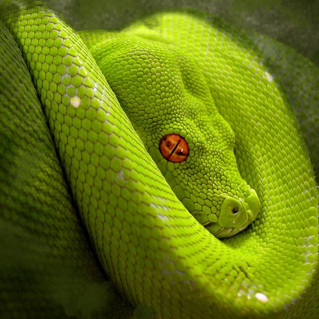 뱀의 hd 벽지,뱀,비열한,뱀,초록,부드러운 녹색 뱀