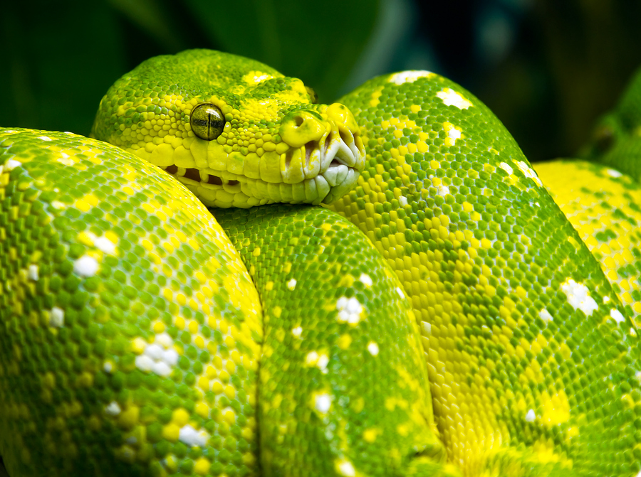 뱀의 hd 벽지,비열한,뱀,초록,뱀,부드러운 녹색 뱀