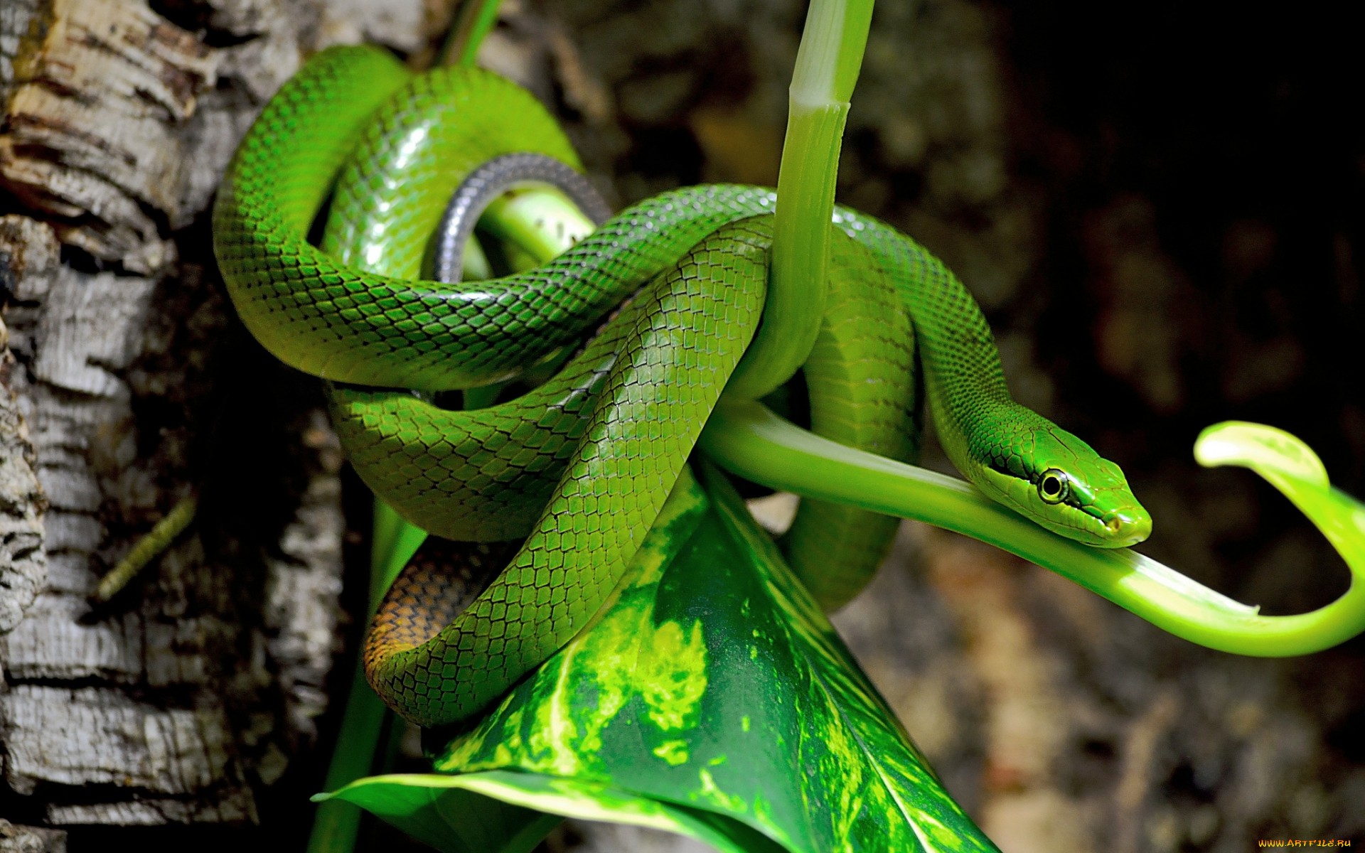 serpente hd wallpaper,rettile,serpente,greensnake liscio,serpente,verde