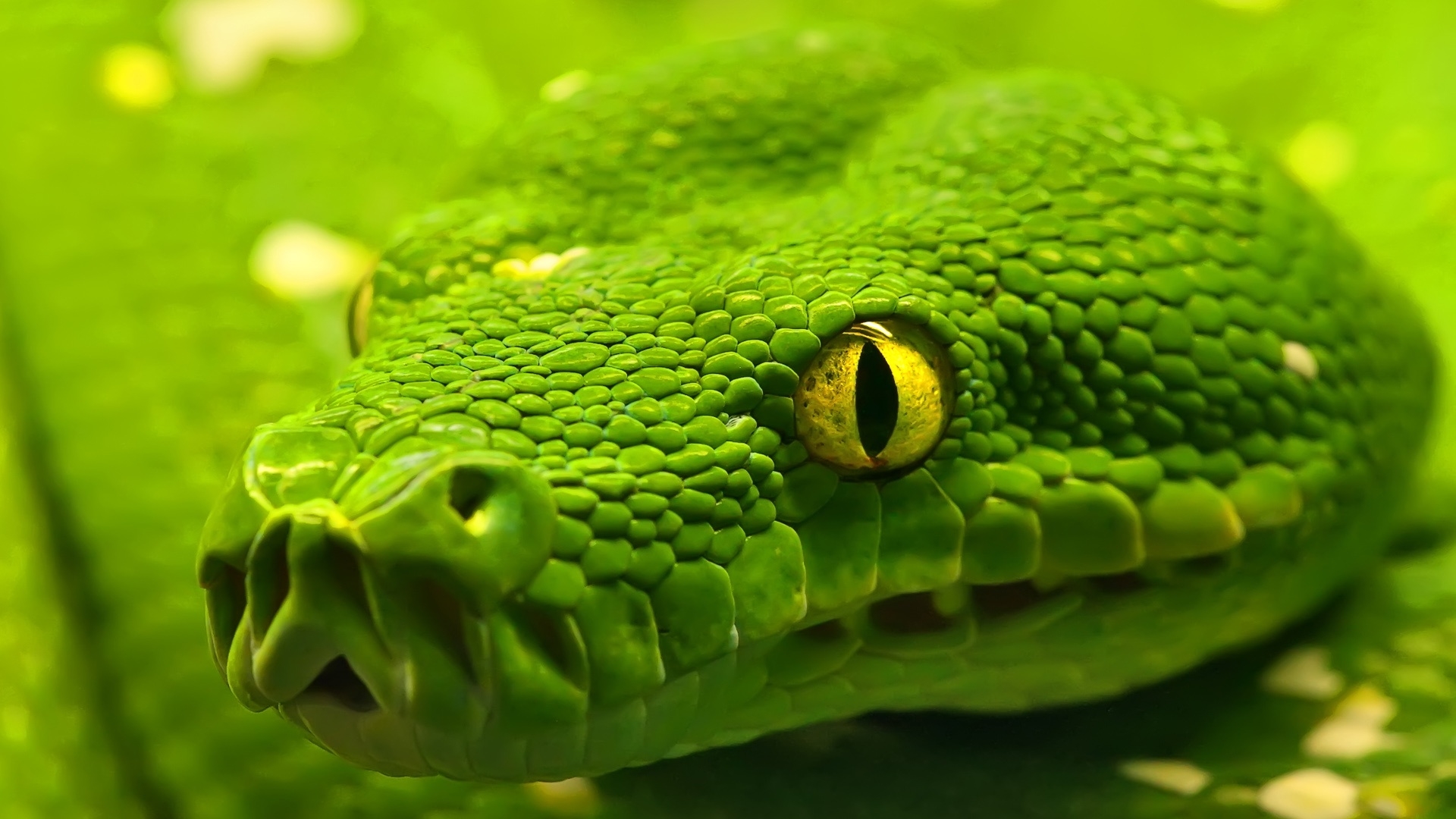 snake hd wallpaper,reptile,snake,green,scaled reptile,serpent