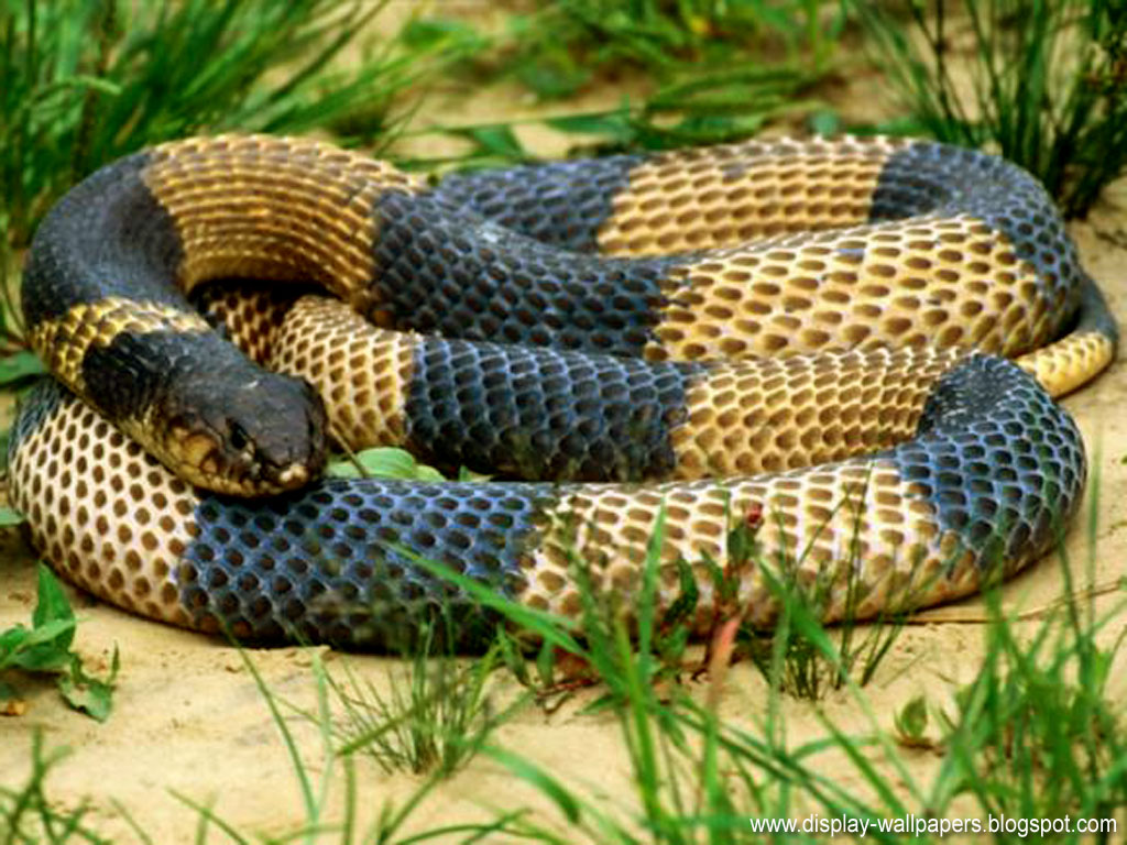serpiente fondo de pantalla hd,serpiente,reptil,serpiente,animal terrestre,elapidae
