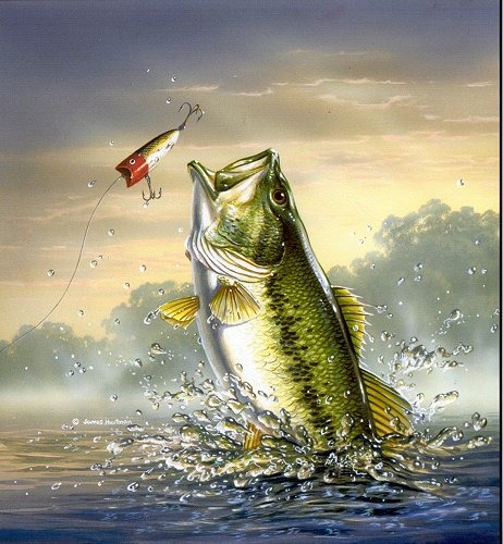 bass fishing wallpaper,fisch,bass,mahi mahi,fisch,angeln