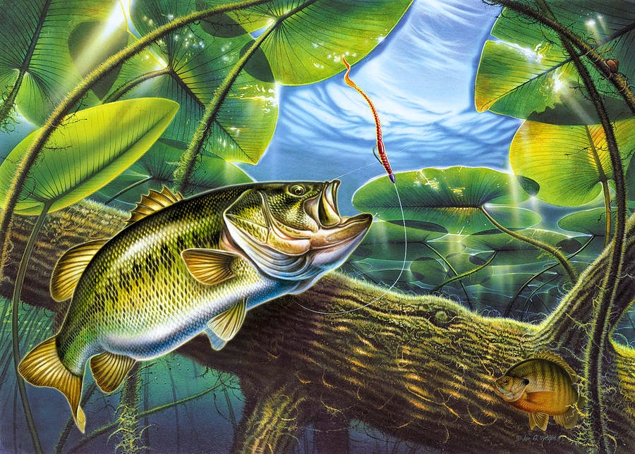 bass fishing wallpaper,fish,bass,fish,organism,northern largemouth bass