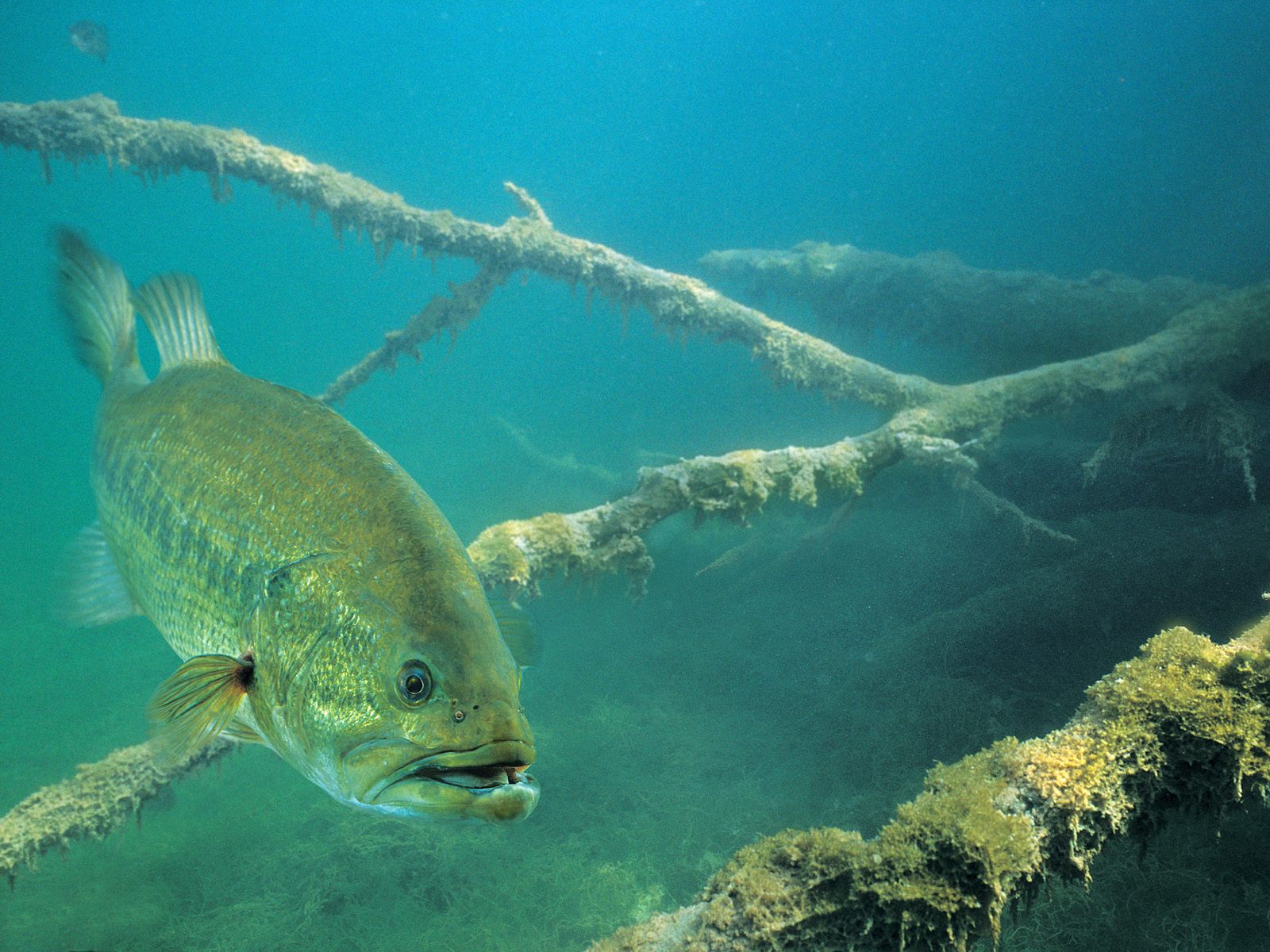 bass fishing wallpaper,underwater,marine biology,fish,organism,fish