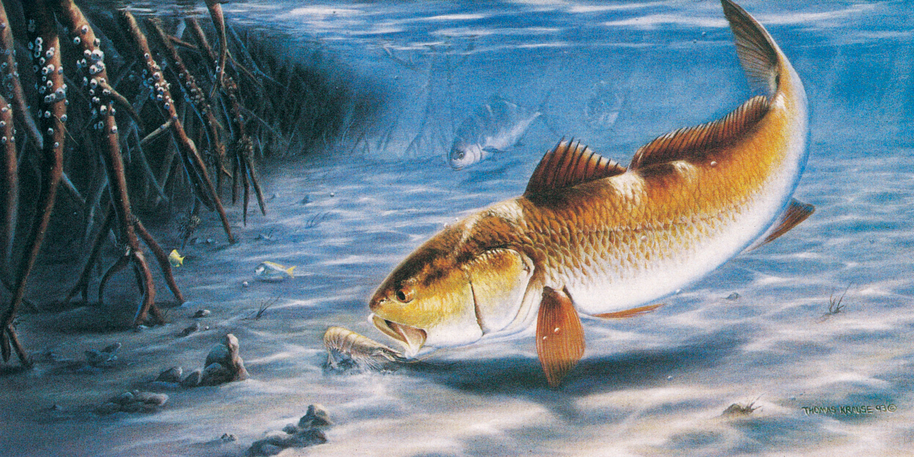 bass fishing wallpaper,fish,fish,marine biology,bony fish