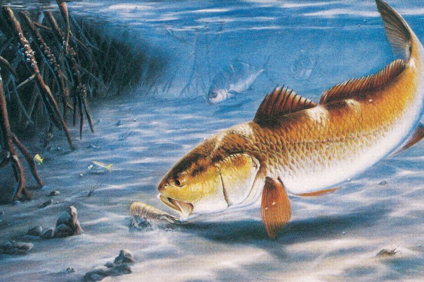 bass fishing wallpaper,fisch,fisch,meeresbiologie,knochiger fisch