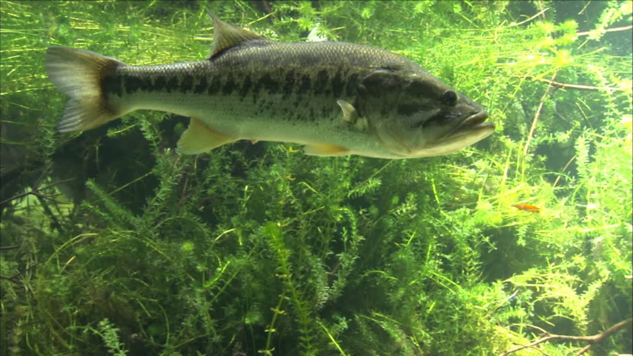 バス釣りの壁紙,魚,魚,ベース,とまり木,オオクチバス