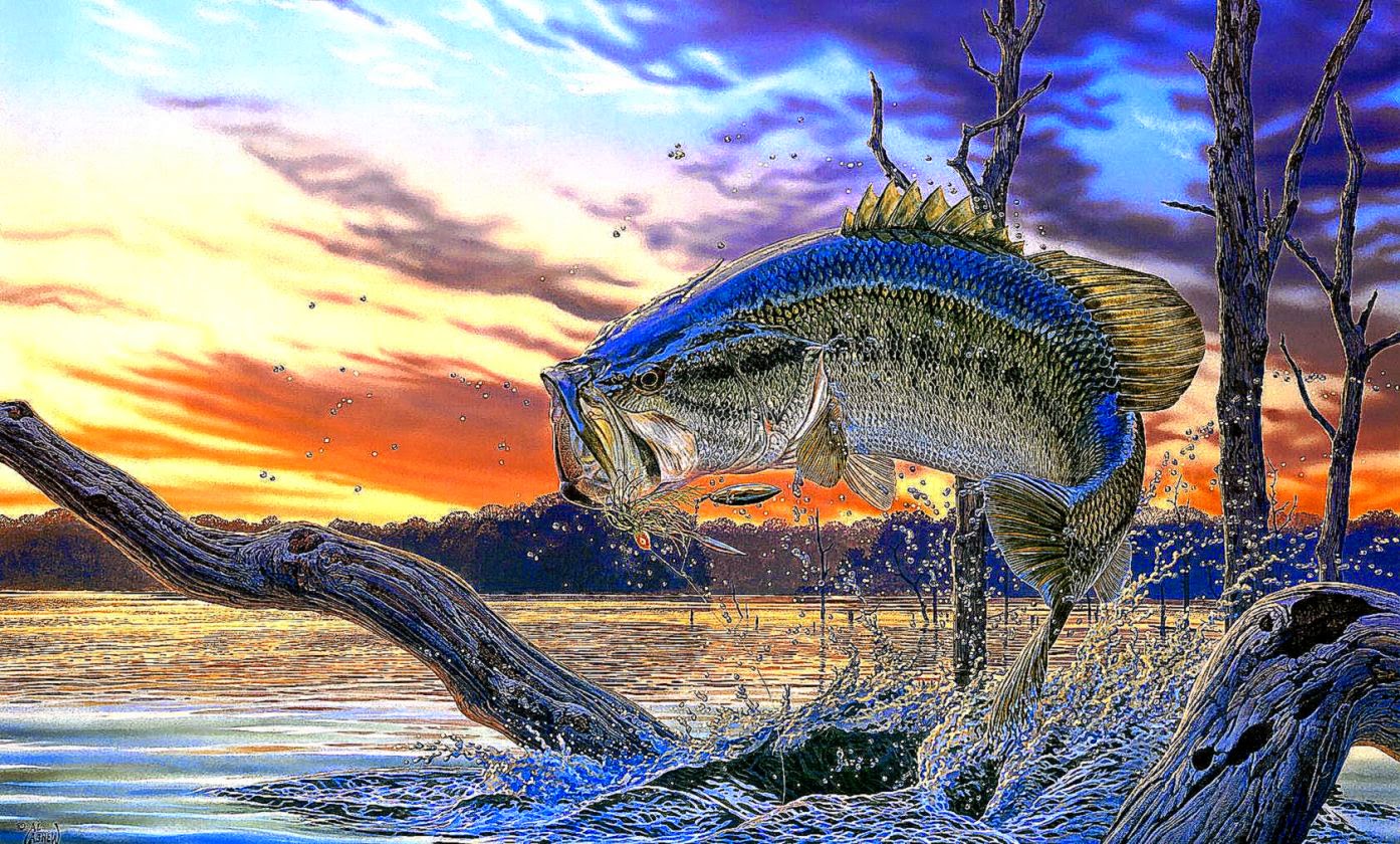 bass fishing wallpaper,fish,bass,fish,fishing,northern largemouth bass