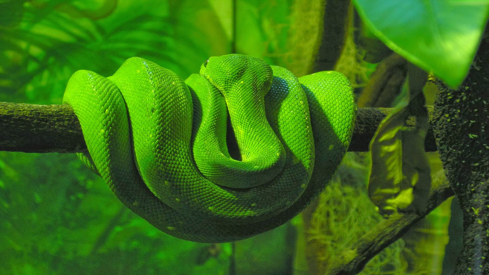 papier peint ular bergerak,vert,couleuvre verte lisse,serpent,serpent,reptile