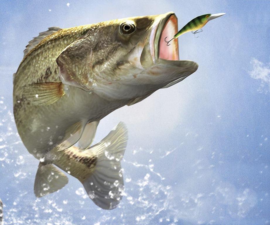 bass fishing wallpaper,fish,fish,bass,perch,northern largemouth bass