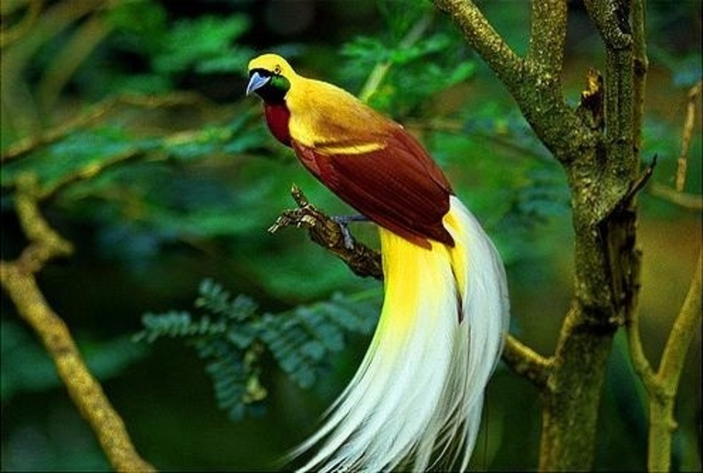wallpaper ular bergerak,bird,beak,yellow,bird of paradise,adaptation