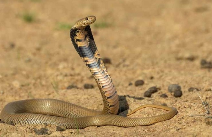 sfondi ular bergerak,rettile,serpente,serpente,re cobra,elapidae
