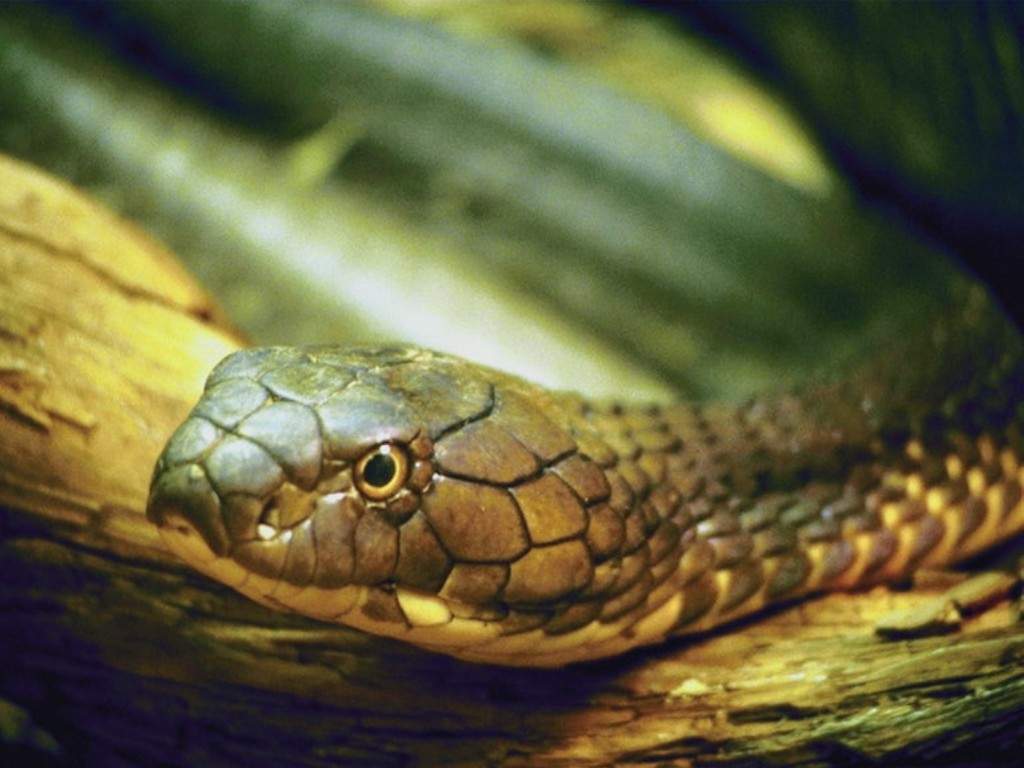 fondo de pantalla ular bergerak,serpiente,reptil,serpiente,elapidae,serpiente de liga