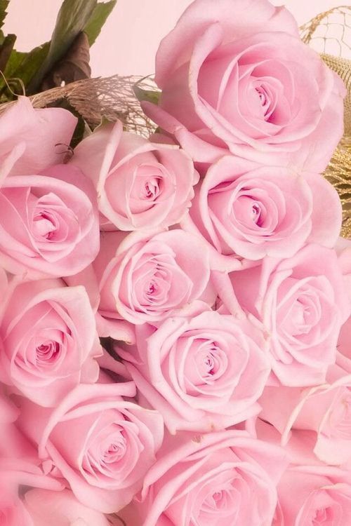 pink wallpaper for girls,flower,garden roses,pink,rose,rosa × centifolia