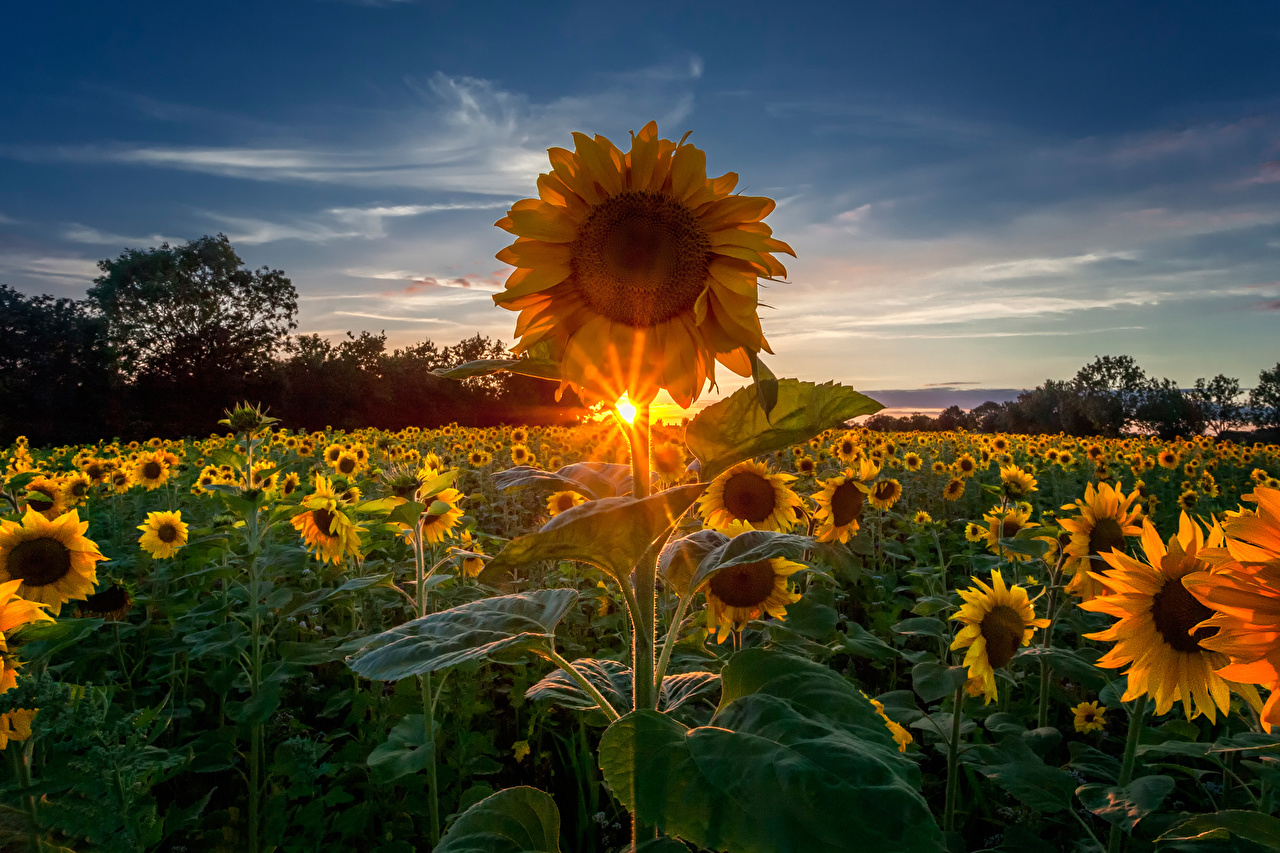 imagens de fond d'écran,tournesol,ciel,fleur,la nature,tournesol