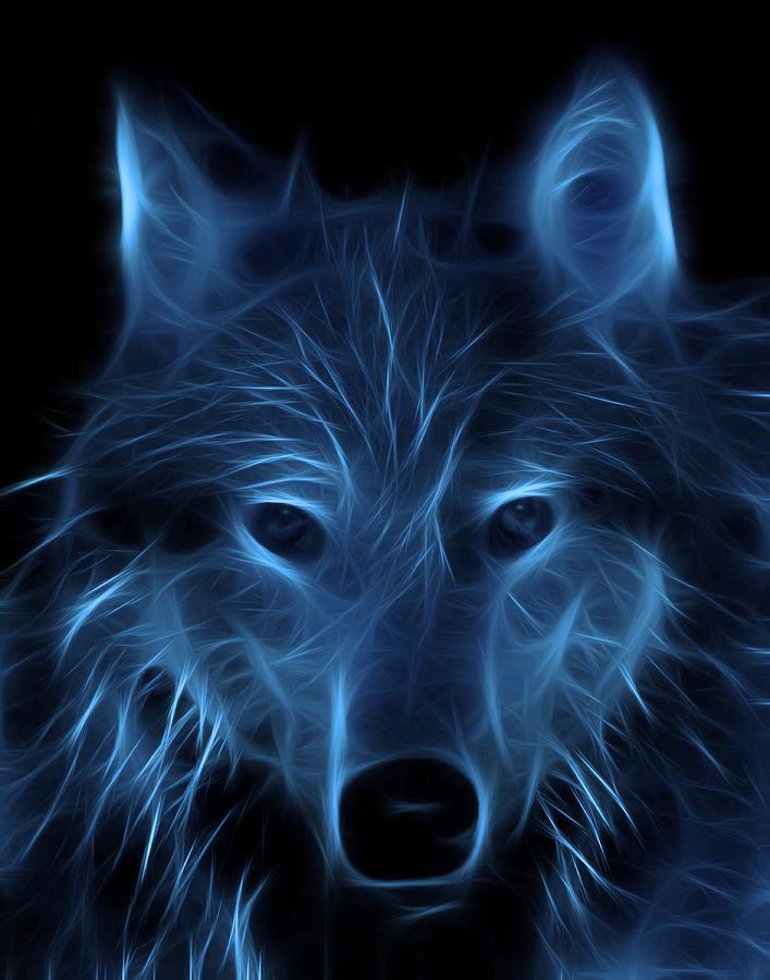 이미지 드 바탕 화면,늑대,야생 동물,주둥이,어둠,구레나룻