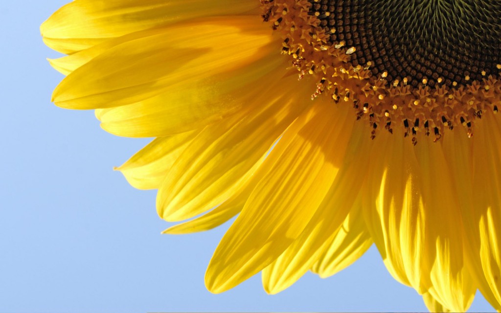 fond d'écran para computador,tournesol,jaune,fleur,pétale,tournesol