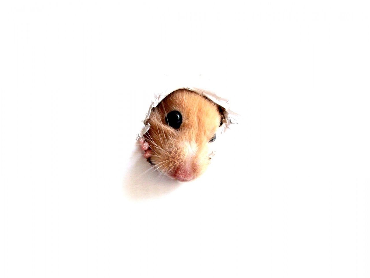 面白い動物の壁紙 ハムスター 齧歯類 リス スナネズミ シマリス 262 Wallpaperuse