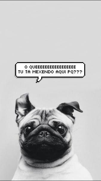 os melhores wallpapers,pug,dog,canidae,snout,dog breed