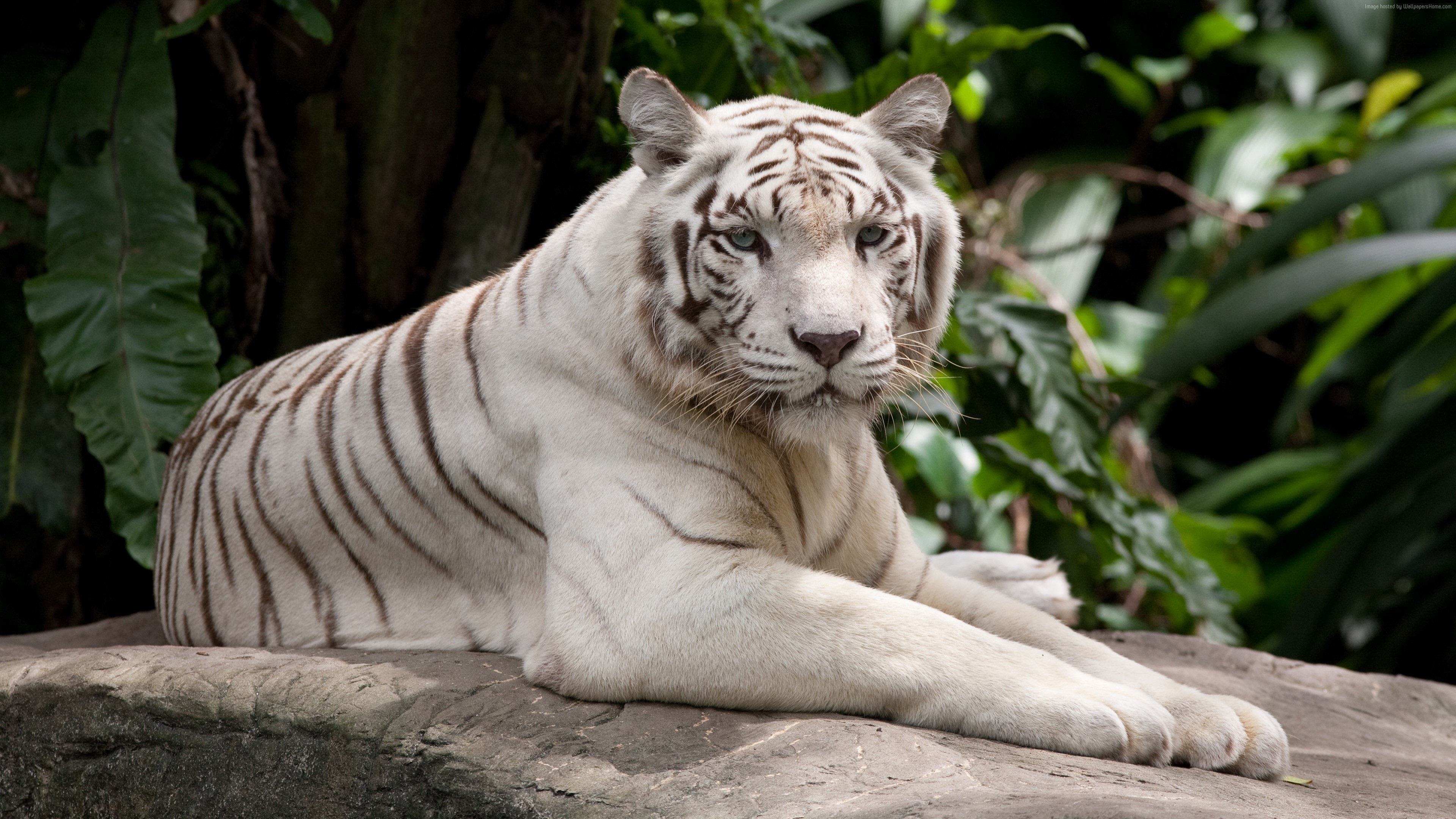 tigre blanco wallpaper,tiger,vertebrate,bengal tiger,wildlife,mammal
