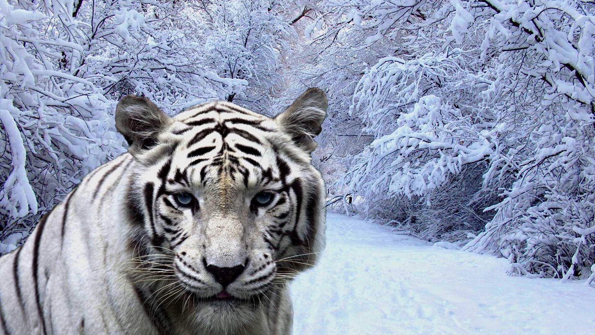 fond d'écran tigre blanco,tigre,faune,tigre du bengale,tigre de sibérie,félidés