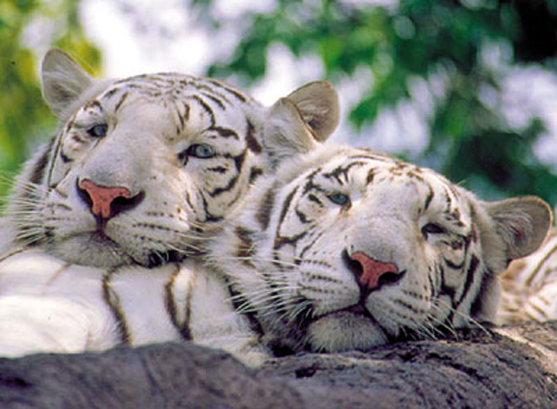 tigre blanco wallpaper,mammal,vertebrate,wildlife,terrestrial animal,bengal tiger
