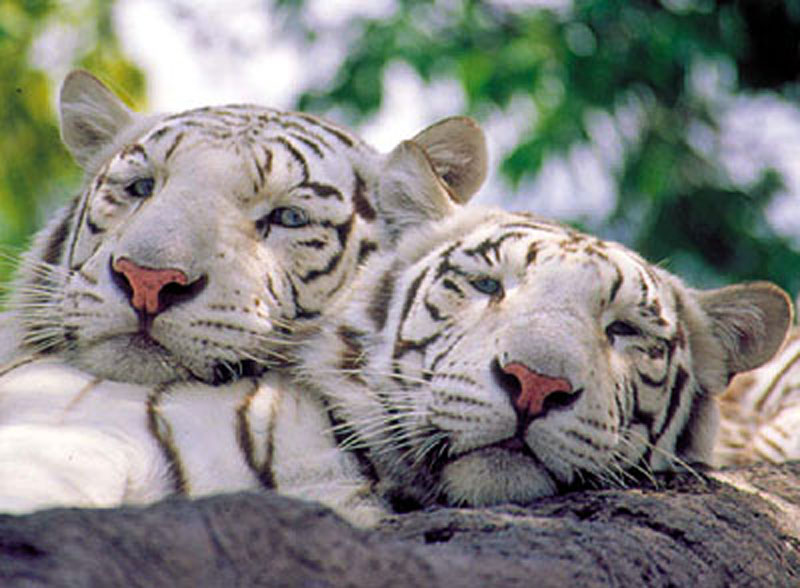 Tigre Fondo De Pantalla Hd Tigre De Bengala Tigre Felidae Fauna Silvestre Bigotes Wallpaperuse