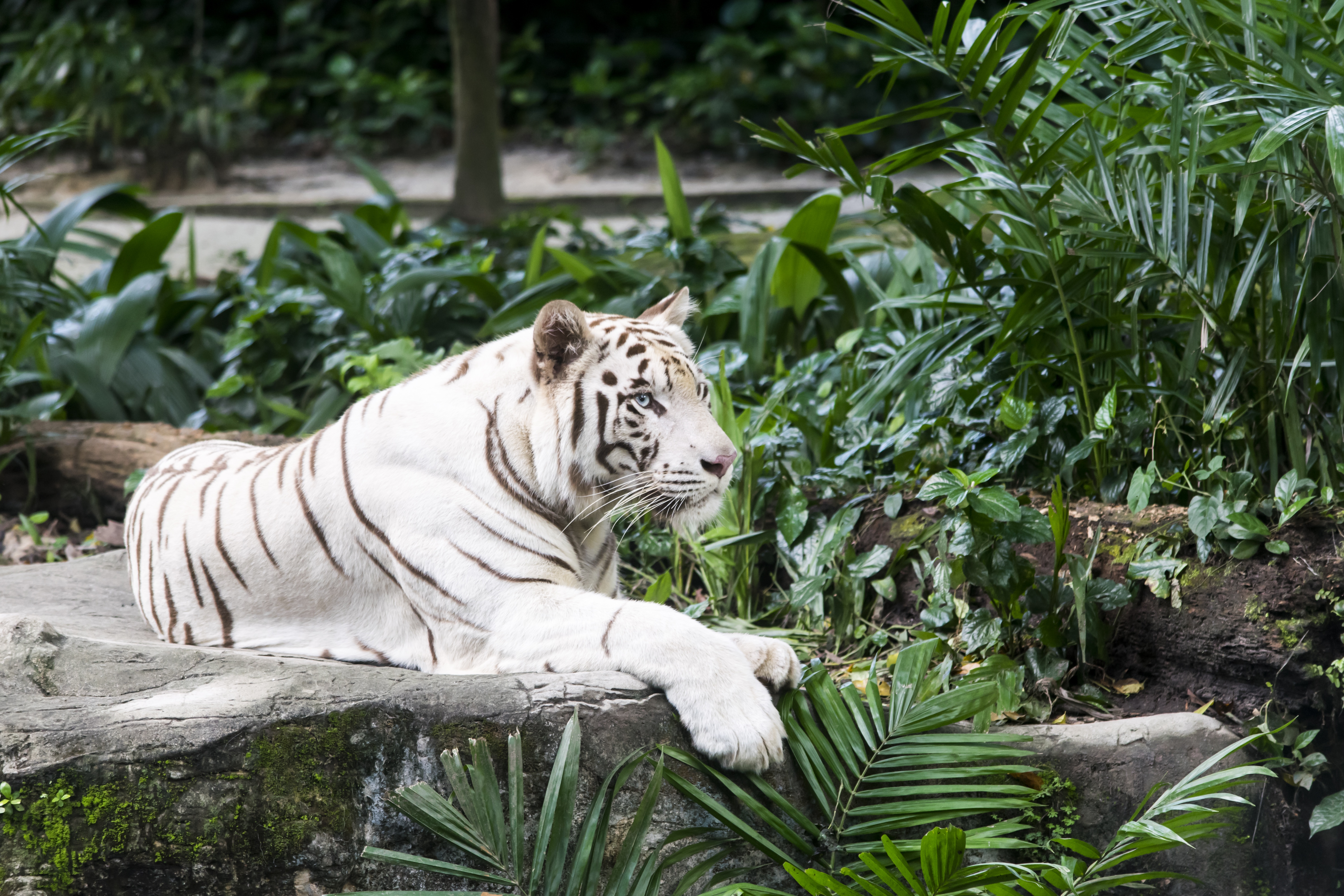 tigre blanco wallpaper,tiger,bengal tiger,siberian tiger,felidae,wildlife