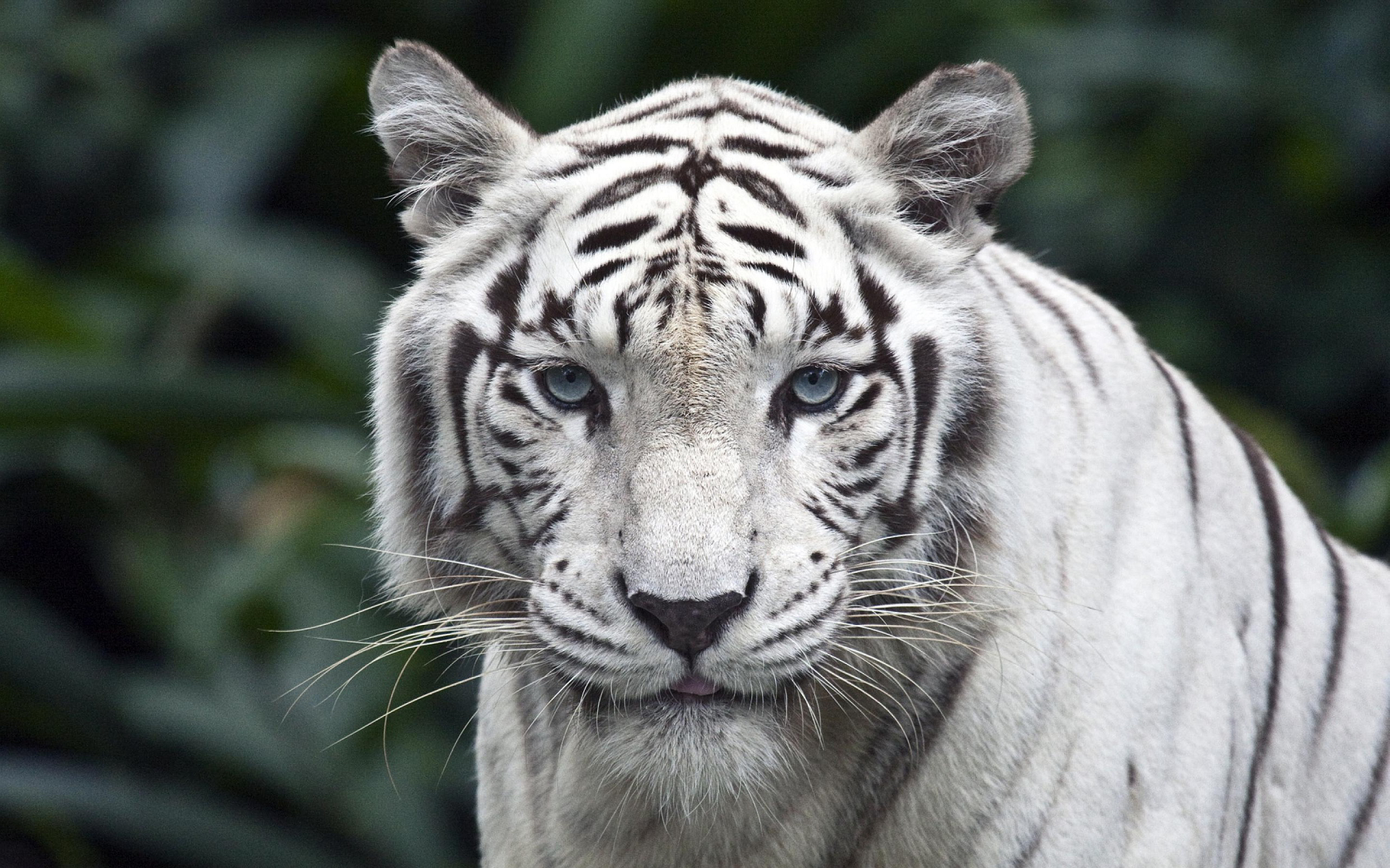 fond d'écran tigre blanco,faune,tigre,animal terrestre,tigre du bengale,félidés