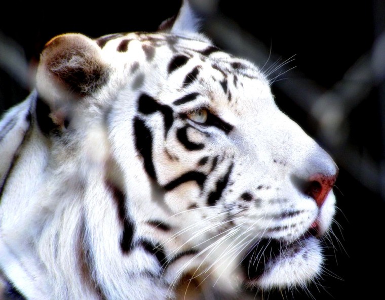 carta da parati tigre blanco,tigre,tigre del bengala,natura,felidae,tigre siberiana