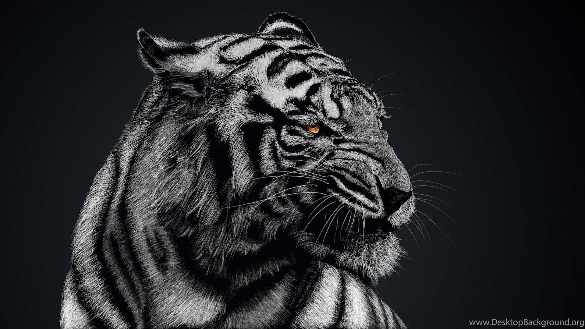 carta da parati tigre blanco,tigre,tigre del bengala,natura,felidae,tigre siberiana